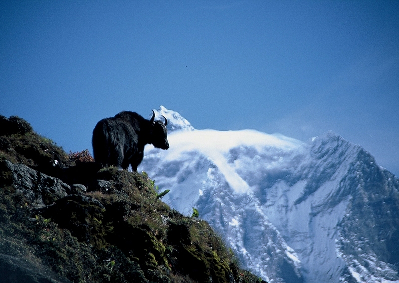 Himalaje, dolina Khumbu, sylwetka jaka