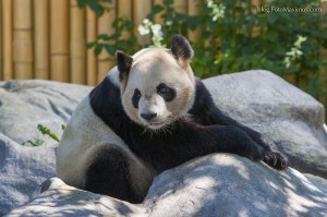 tn_blog_23, Panda, Toronto ZOO